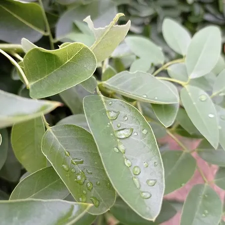 La Casetta Sotto L'albero La Carovana Gitana فاستو