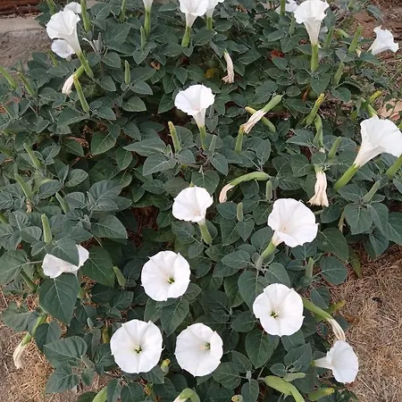 La Casetta Sotto L'albero La Carovana Gitana Vasto