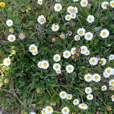 La Casetta Sotto L'albero La Carovana Gitana Hébergement de vacances