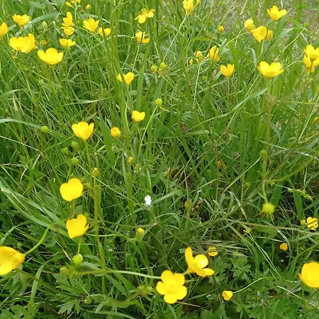 La Casetta Sotto L'albero La Carovana Gitana * Vasto