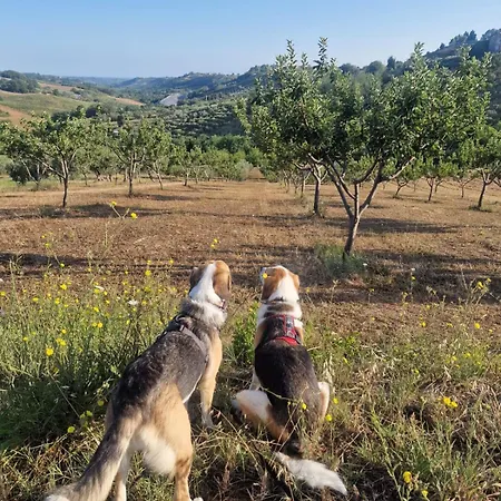 La Casetta Sotto L'albero La Carovana Gitana * Vasto