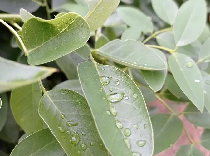 La Casetta Sotto L'albero La Carovana Gitana Vasto