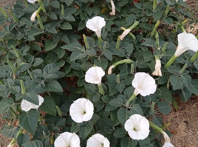 La Casetta Sotto L'albero La Carovana Gitana Vasto