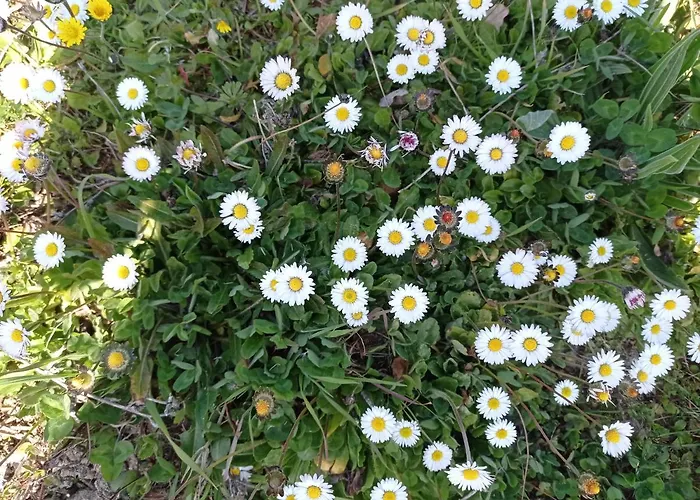 La Casetta Sotto L'albero La Carovana Gitana Tatil Evi
