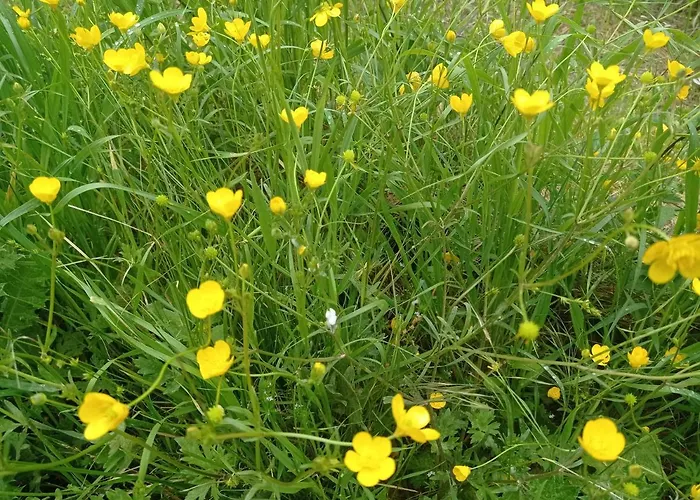 La Casetta Sotto L'albero La Carovana Gitana * Vasto